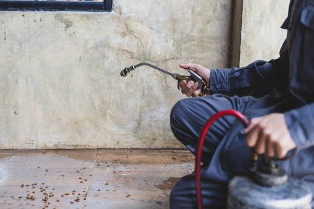 Wasp Removal Services in Hutchinson Island South, FL